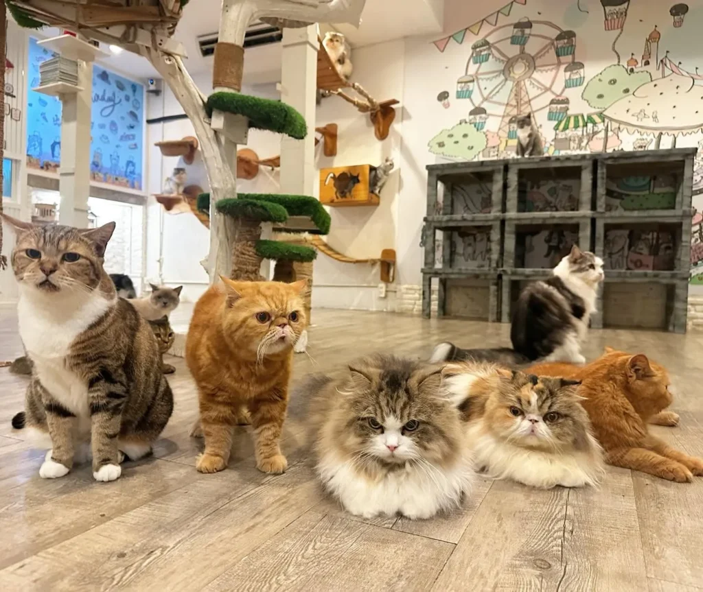 Caturday Cat Cafe