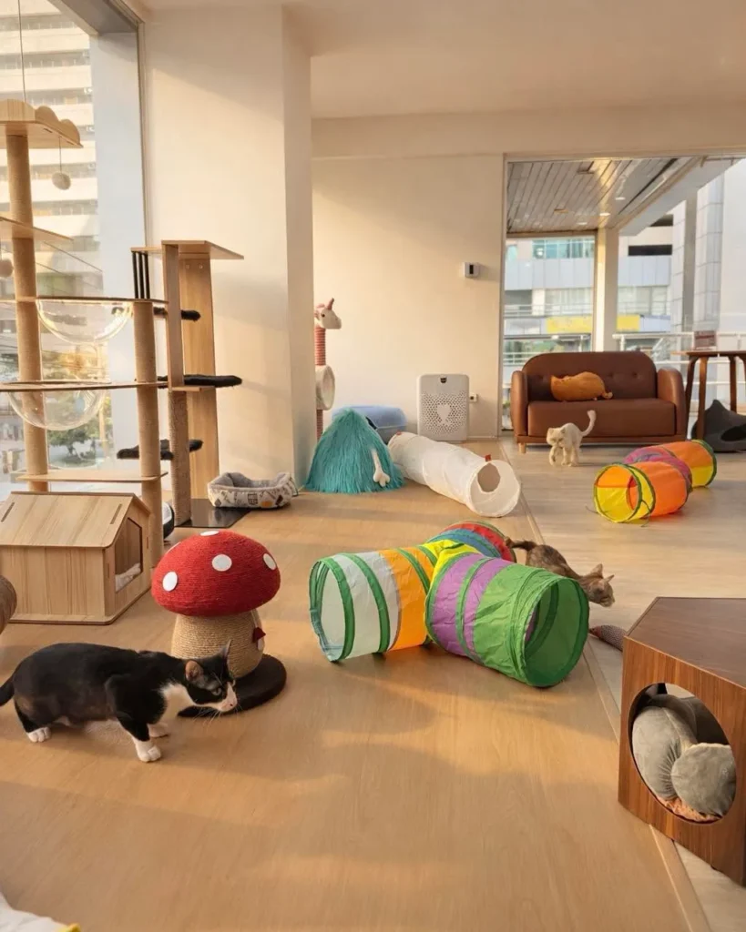 Asok Pethouse Cat Cafe